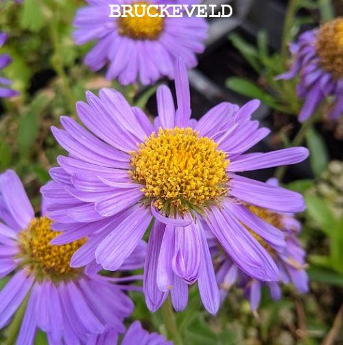 Aster alpinus 'Dunkle Schöne'