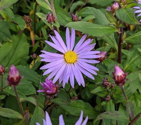 Aster ageratoides 'Eleven Purple' PBR