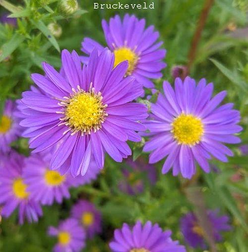 Aster ericoides 'Blue Wonder'