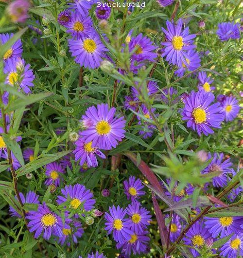 Aster ericoides 'Blue Wonder'