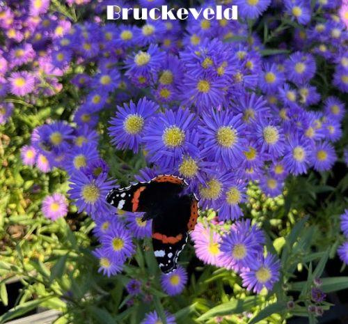 Aster ericoides 'Blue Wonder'