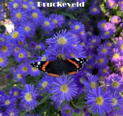 Aster ericoides 'Blue Wonder'