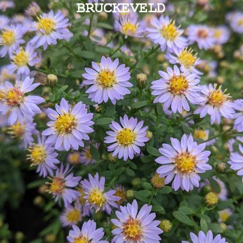 Aster ericoides 'Blue Star'