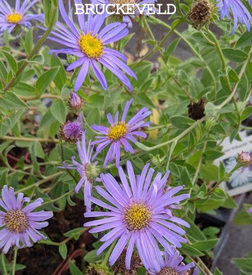 Aster frikartii 'Mönch'