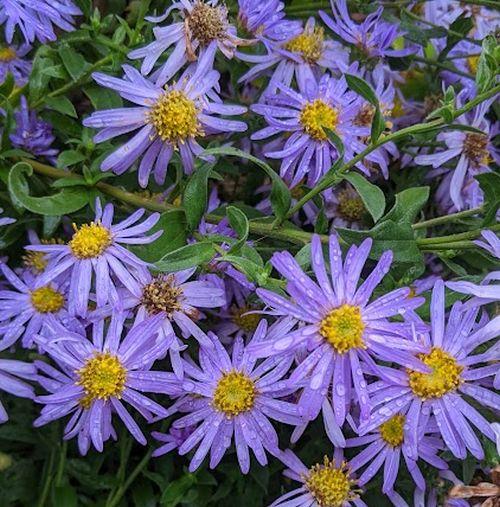 Aster frikartii 'Wunder von Stäfa'