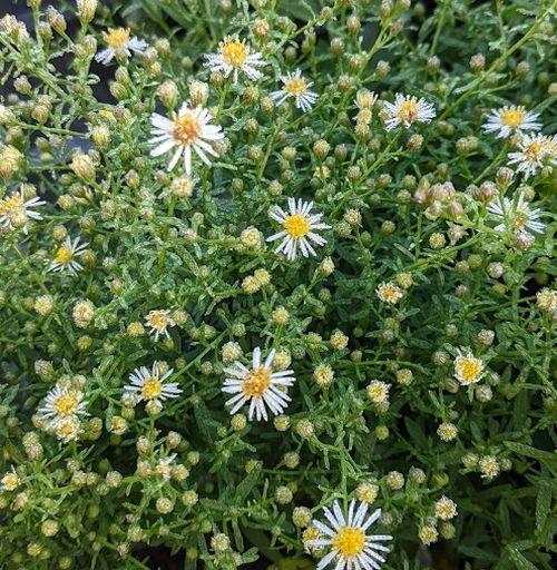 Aster ericoides 'Golden Spray'