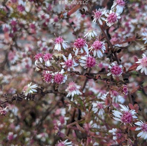 Aster lateriflorus 'Horizontalis'