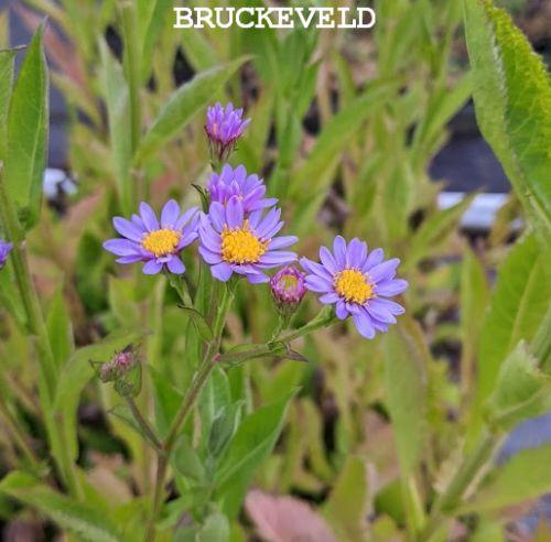 Aster tataricus 'Jindai'
