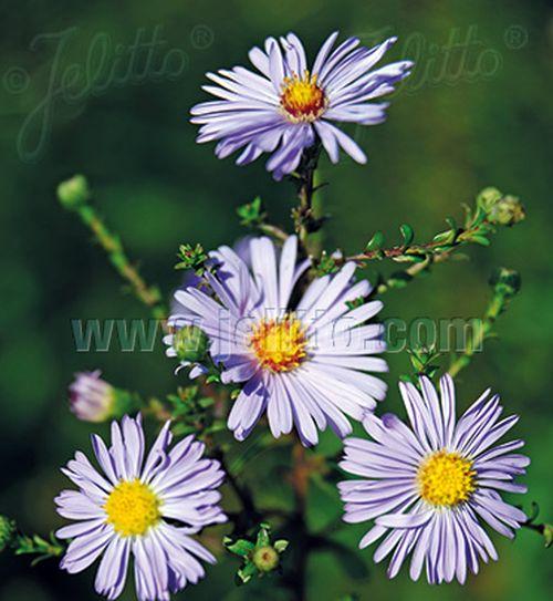 Aster laevis