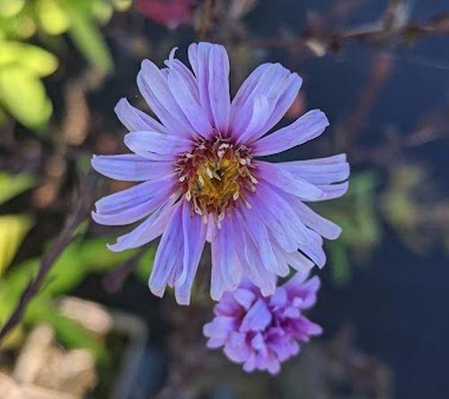 Aster laevis 'Calliope'