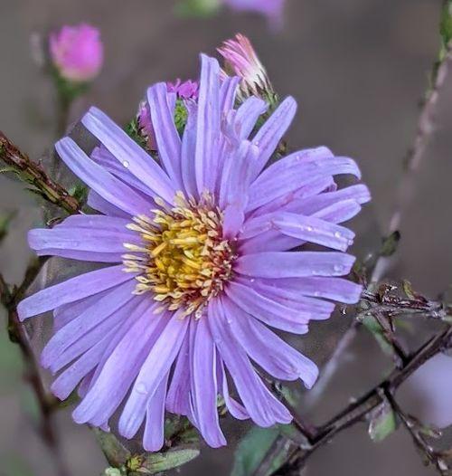 Aster laevis 'Calliope'