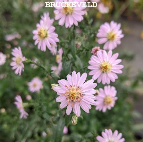Aster lateriflorus 'Pink Buttons'