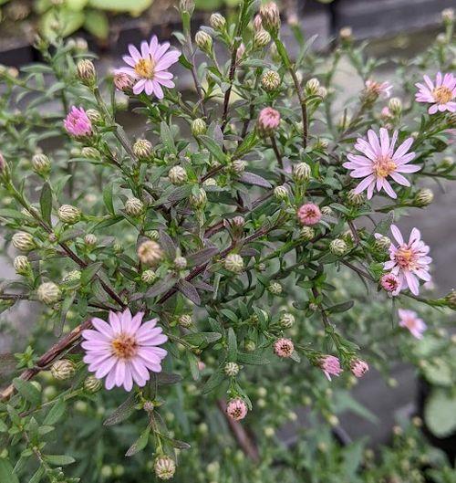 Aster lateriflorus 'Pink Buttons'