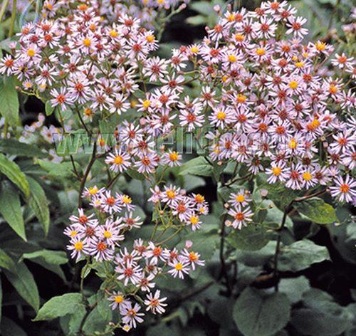 Aster macrophyllus