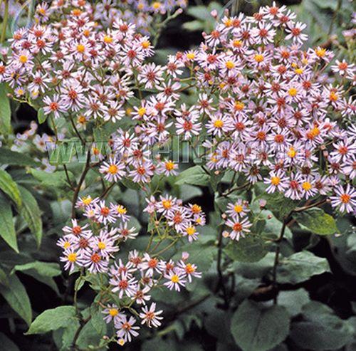 Aster macrophyllus 'Albus'