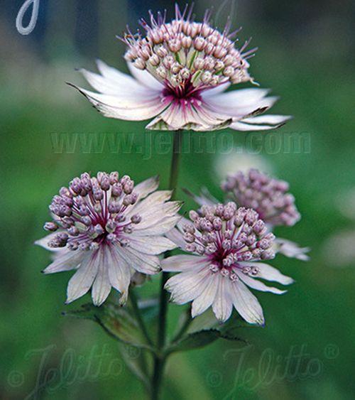 Astrantia major