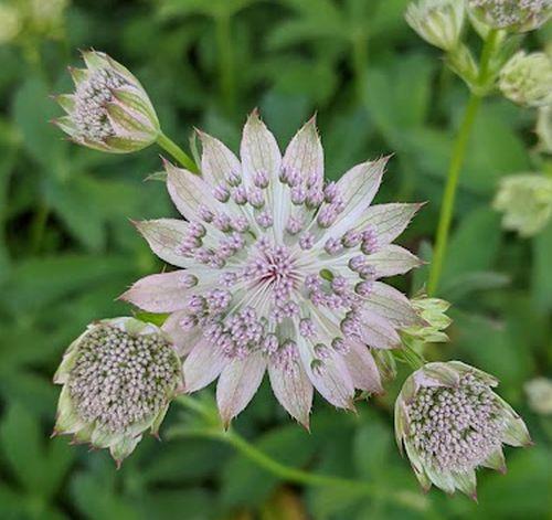 Astrantia major 'Buckland'