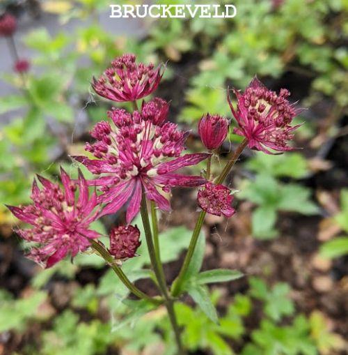 Astrantia major 'Claret'