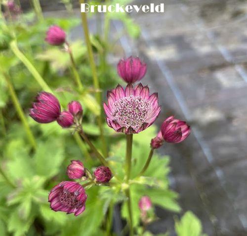 Astrantia major 'Red'