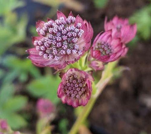 Astrantia major 'Rosensynfonie'