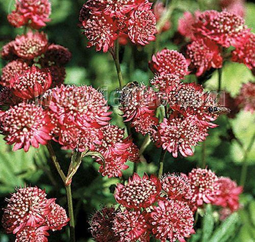 Astrantia major 'Rosensynfonie'