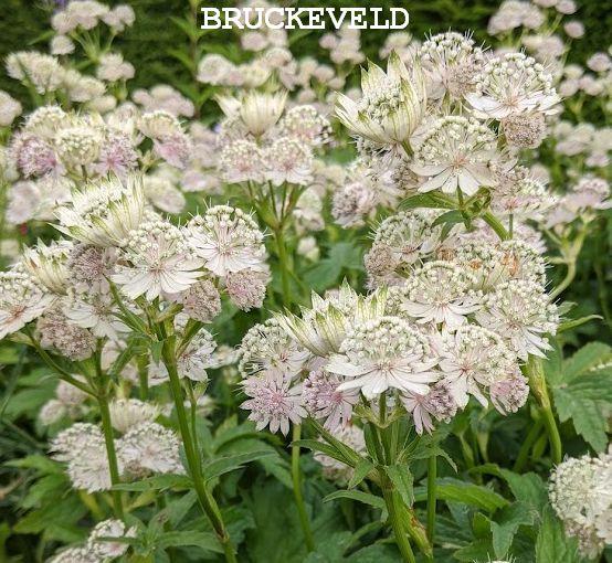 Astrantia major 'Snow Star'®