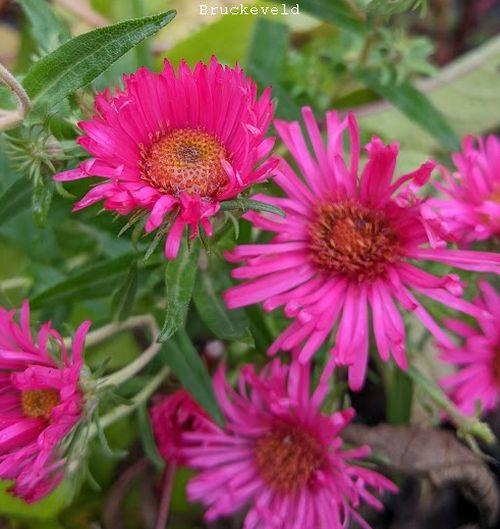 Aster n-a. 'Andenken an Alma Pötschke'