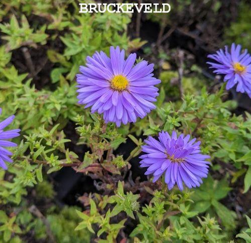 Aster n-a. 'Barr's Blue'