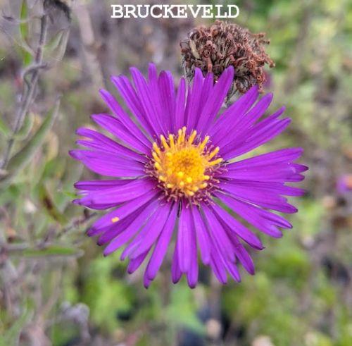 Aster n-a. 'Marina Wolkonsky'