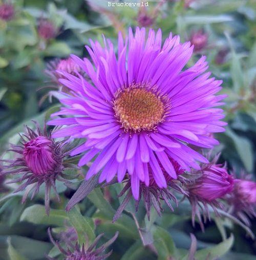 Aster n-a. Purple Dome'