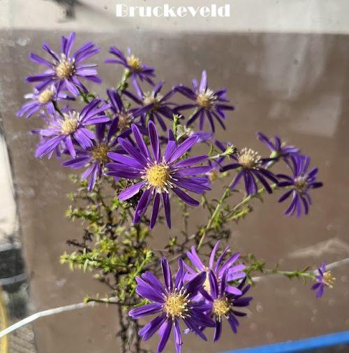 ASTER NOVI-BELGII Donkerblauw