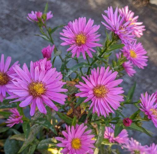 Aster n-b. 'Patricia Ballard'