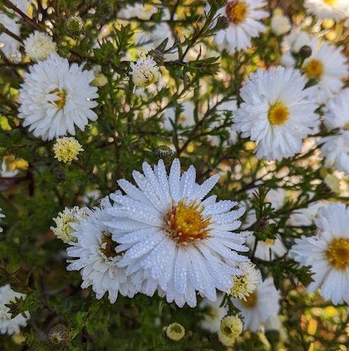 Aster n-b. 'Weisses Wunder'