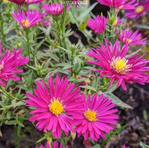 Aster n-b. 'Winston Churchill'