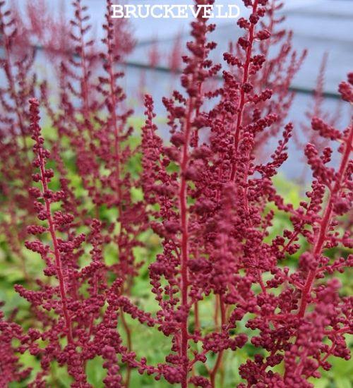 Astilbe Aren. 'Paul Gaarder'