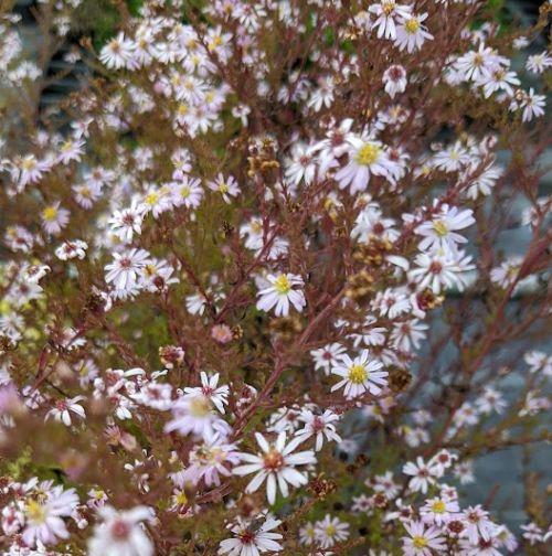 Aster ericoides 'Pink Cloud'