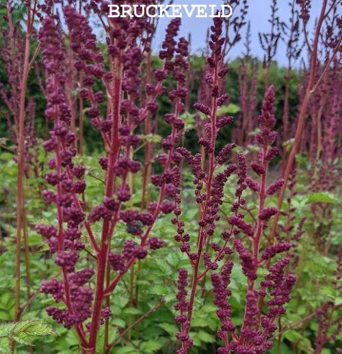 Astilbe chinensis 'Purpurkerze'