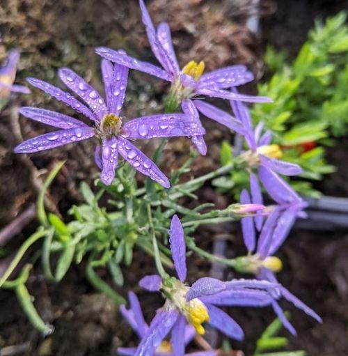 Aster sedifolius 'Nana'