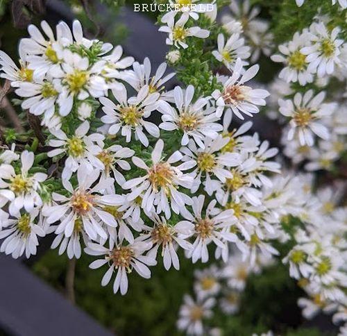 Aster ericoides 'Snowflurry' (prostrate)
