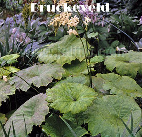 Astilboides tabularis