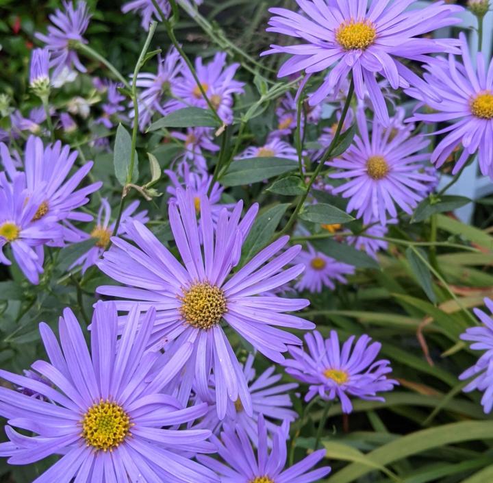 Aster thompsonii