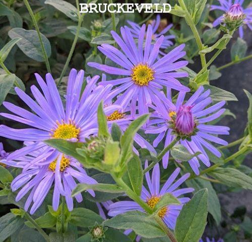 Aster thompsonii
