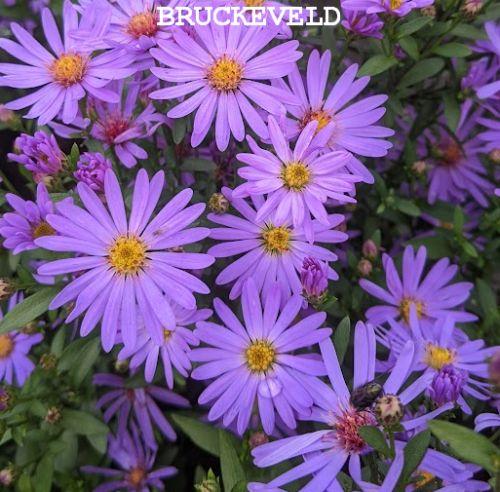 Aster 'Treffpunkt'