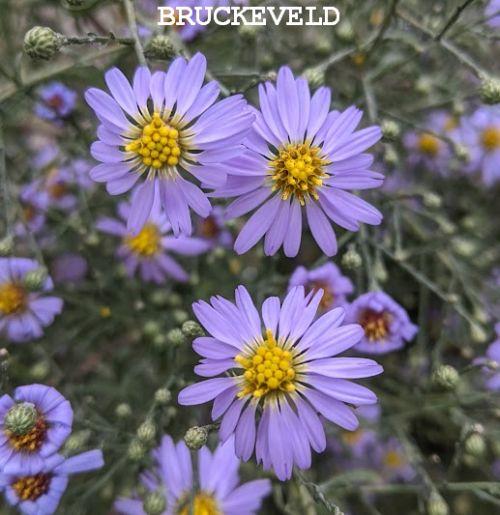 Aster turbinellus (Symphyothrichum)