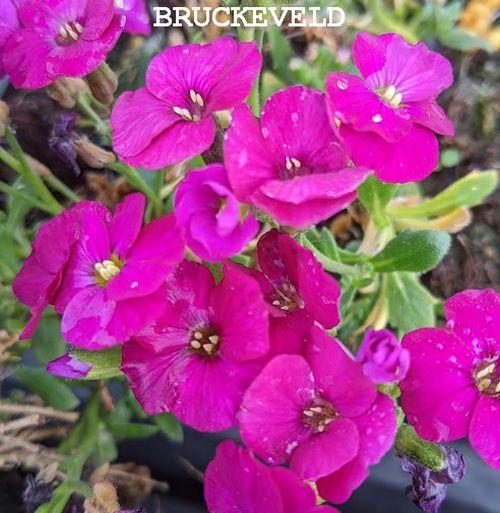 Aubrieta 'Regado Red'