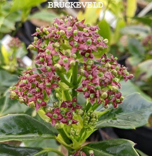 Aucuba japonica 'Rozannie'