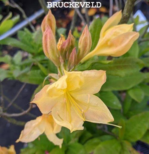 Azalea Knaphill  'Anneke'