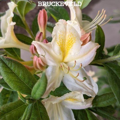 Azalea Knaphill  'Daviesii'