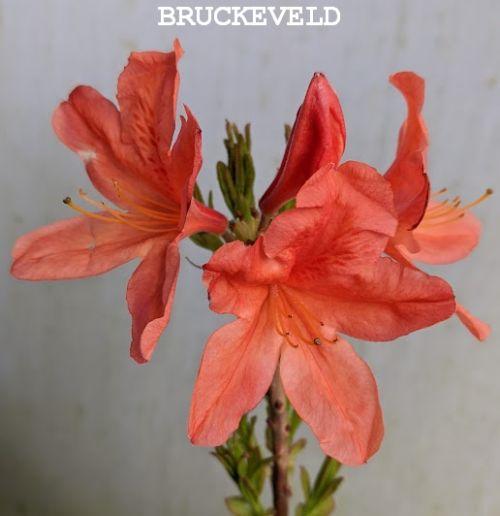 Azalea Knaphill  'Koster's Briljant Red'