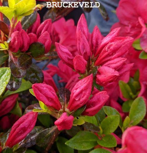 Azalea japonica  'Moederkensdag'